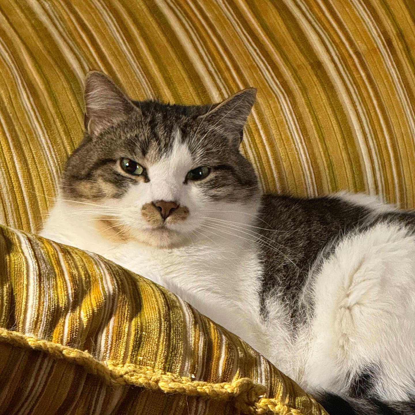 Rowdy is registered to the contest to win money with this photo: cat, gray_cat, white_cat, pet, animal, feline, portrait, closeup, lounging, relaxed, indoor, cushion, pillow, striped_fabric, golden, fur, whiskers, ears, eyes, cozy