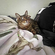 Bean is registered to the contest to win money with this photo: tabby_cat, cat, glasses, blanket, indoor, cozy, feline, pet, resting, soft_lighting, whiskers, striped, collar, furniture, relaxed, cute, animal, cute_pet, domestic_cat, eyewear