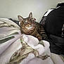 tabby_cat, cat, glasses, blanket, indoor, cozy, feline, pet, resting, soft_lighting, whiskers, striped, collar, furniture, relaxed, cute, animal, cute_pet, domestic_cat, eyewear