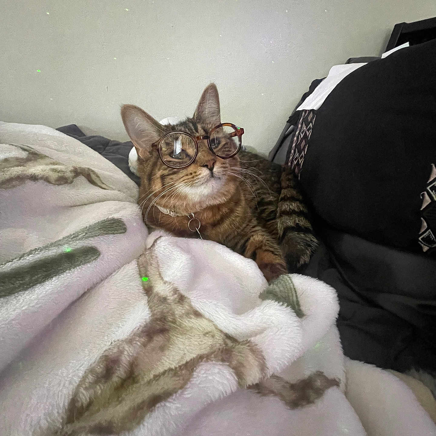 Bean is registered to the contest to win money with this photo: animal, blanket, cat, collar, cozy, cute, cute_pet, domestic_cat, eyewear, feline, furniture, glasses, indoor, pet, relaxed, resting, soft_lighting, striped, tabby_cat, whiskers