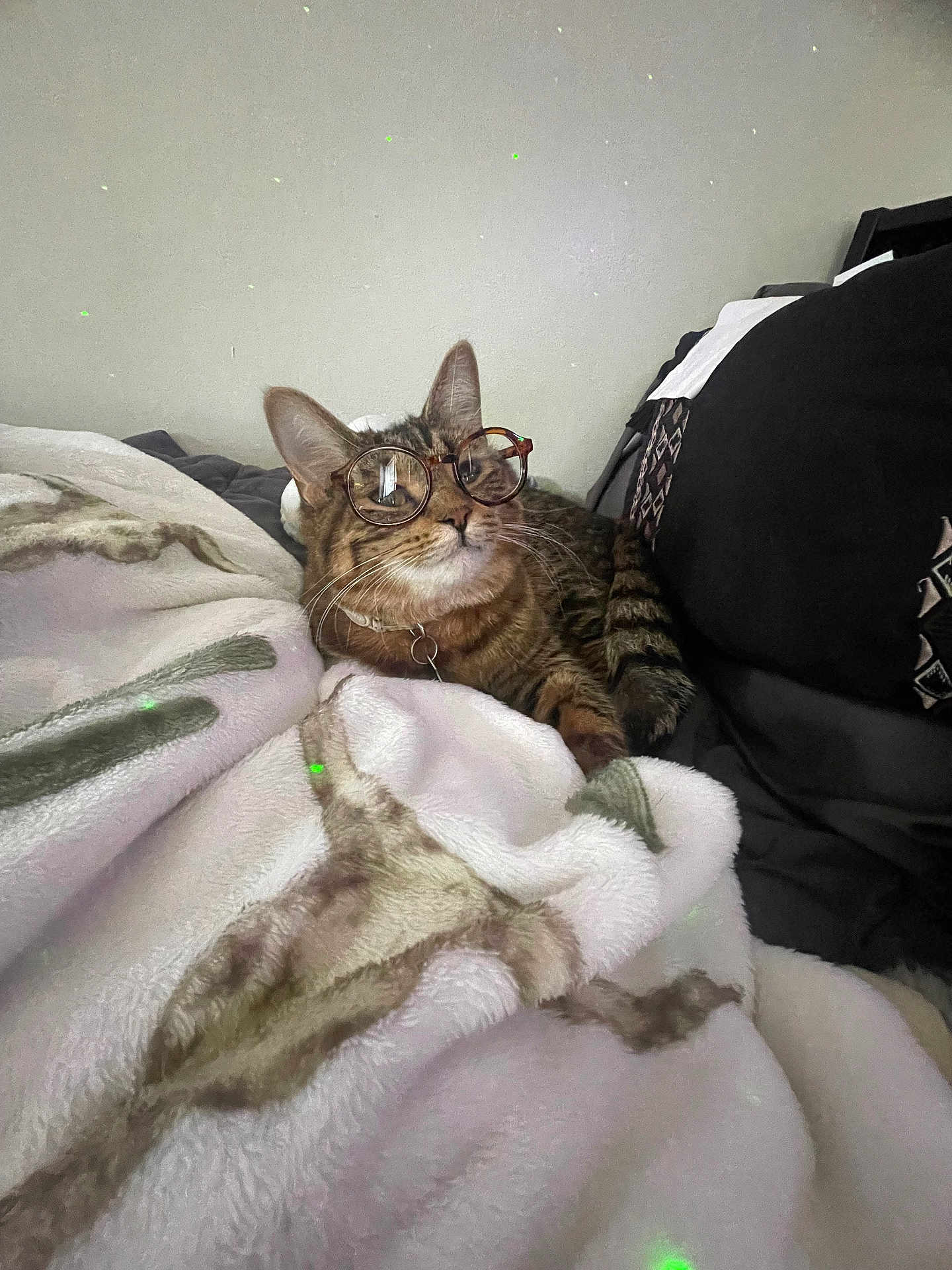 Bean