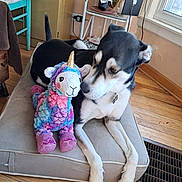 Roxy is registered to the contest to win money with this photo: dog, plush_toy, unicorn, llama, stuffed_animal, bed, cushion, wooden_floor, window, indoor, collar, black_and_white, pet, toy, floor_grate, chair, table, plant, natural_light, relaxing