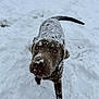 Winston is registered to the contest to win money with this photo: animal, blizzard, bulldog, canine, dog, frost, hound, ice, labradorretriever, nature, outdoors, pet, pitbull, pointer, puppy, snow, storm, terrier, weather, winter
