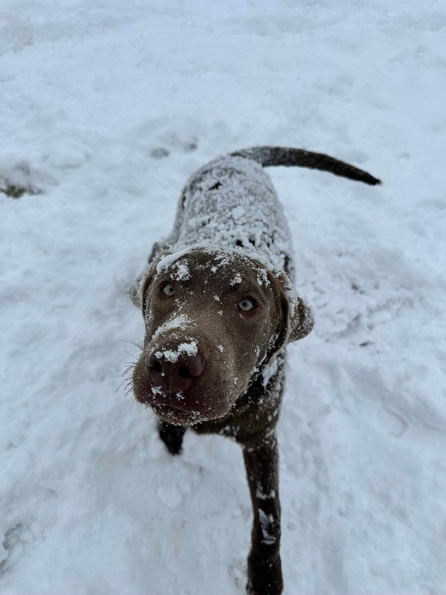 Winston is registered to the contest to win money with this photo: animal, blizzard, bulldog, canine, dog, frost, hound, ice, labradorretriever, nature, outdoors, pet, pitbull, pointer, puppy, snow, storm, terrier, weather, winter