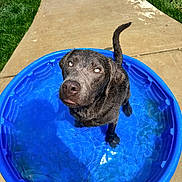 Winston joined the competition — help win amazing prizes! animal, canine, dog, face, grass, head, labradorretriever, outdoors, path, person, pet, photography, plant, pool, portrait, puppy, sidewalk, soil, summer, water
