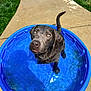 animal, canine, dog, face, grass, head, labradorretriever, outdoors, path, person, pet, photography, plant, pool, portrait, puppy, sidewalk, soil, summer, water