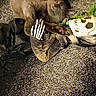 cat, gray_cat, sleeping, lying_down, upside_down, indoor, carpet, floor, stuffed_animal, toy, plush_toy, pet, fur, whiskers, paws, tail, cozy, playful, casual_photo, home