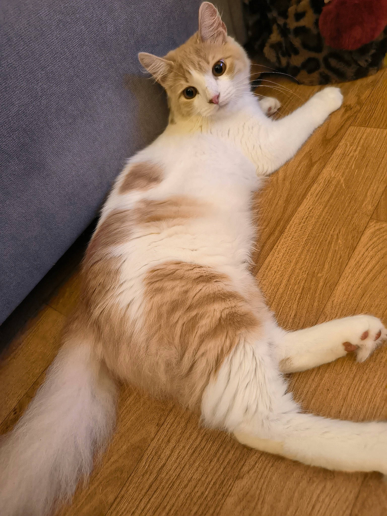 Honey participe au concours pour gagner de l'argent avec cette photo : carnivore, cat, claw, domestic_short_haired_cat, fawn, felidae, floor, flooring, foot, fur, hardwood, laminate_flooring, paw, sitting, small_to_medium_sized_cats, snout, tail, whiskers, wood, wood_flooring