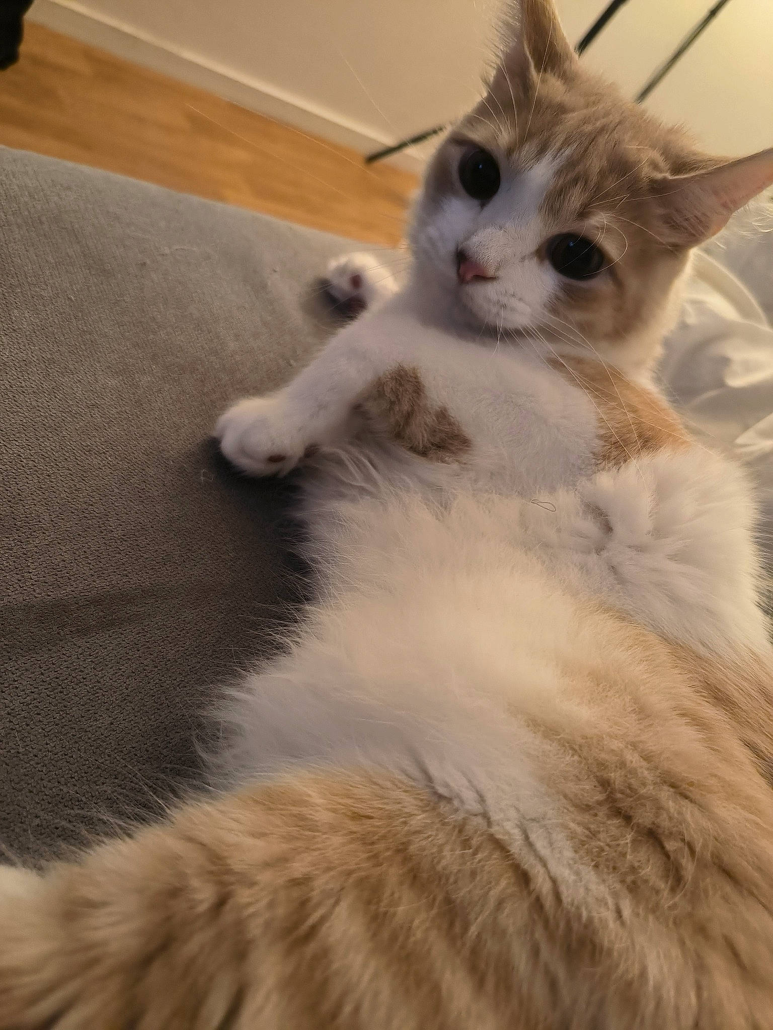 Honey participe au concours pour gagner de l'argent avec cette photo : carnivore, cat, claw, comfort, fawn, felidae, fur, small_to_medium_sized_cats, snout, tail, terrestrial_animal, whiskers, wood