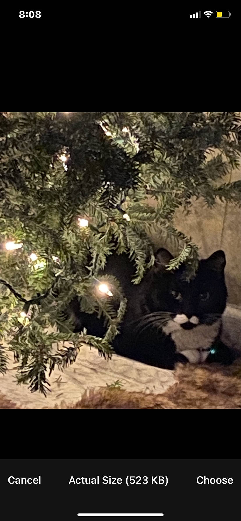 Mr. Miyagi is registered to the contest to win money with this photo: carnivore, cat, christmas_decoration, christmas_ornament, christmas_tree, evergreen, felidae, grass, midnight, ornament, plant, sky, small_to_medium_sized_cats, tail, tints_and_shades, tree, twig, whiskers, window, wood