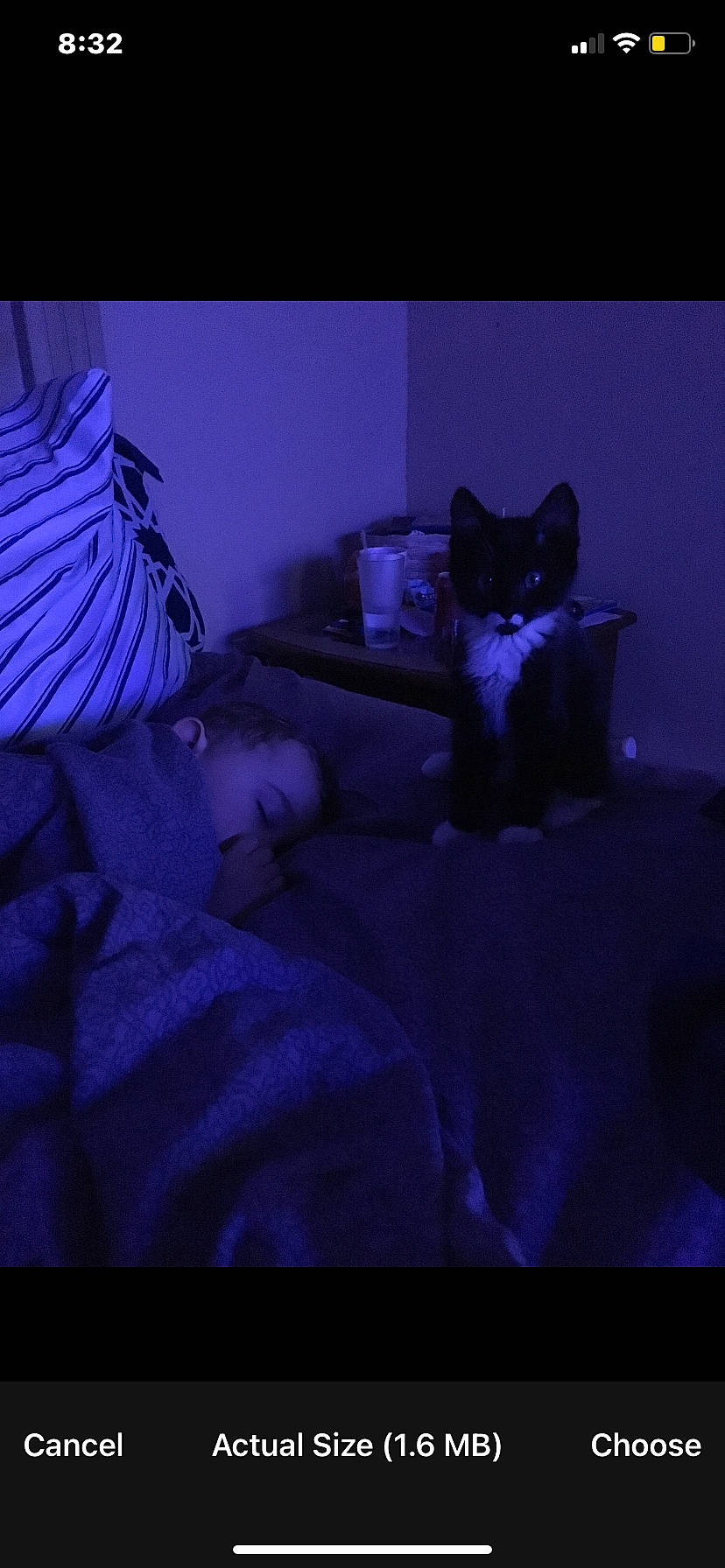 Mr. Miyagi is registered to the contest to win money with this photo: bed, bedding, carnivore, cat, comfort, darkness, electric_blue, felidae, grey, linens, magenta, pillow, pink, purple, sitting, small_to_medium_sized_cats, textile, tints_and_shades, violet, whiskers