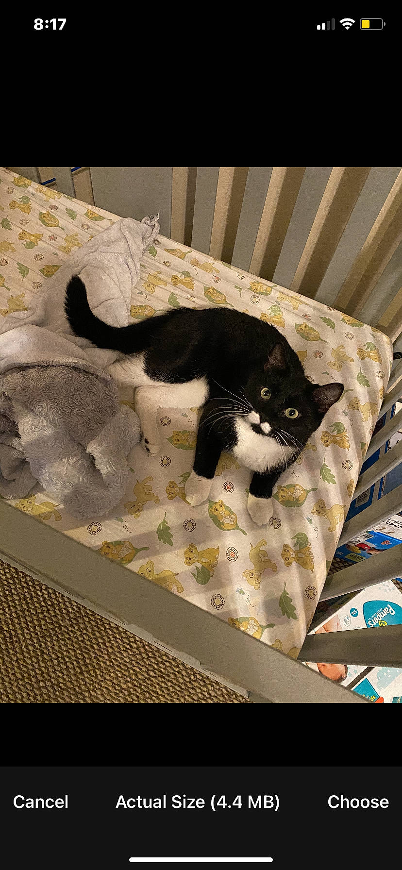 Mr. Miyagi is registered to the contest to win money with this photo: bag, bed, bedding, carnivore, cat, comfort, domestic_short_haired_cat, felidae, flooring, interior_design, linens, mammal, pattern, pet_supply, room, small_to_medium_sized_cats, tail, textile, vertebrate, whiskers