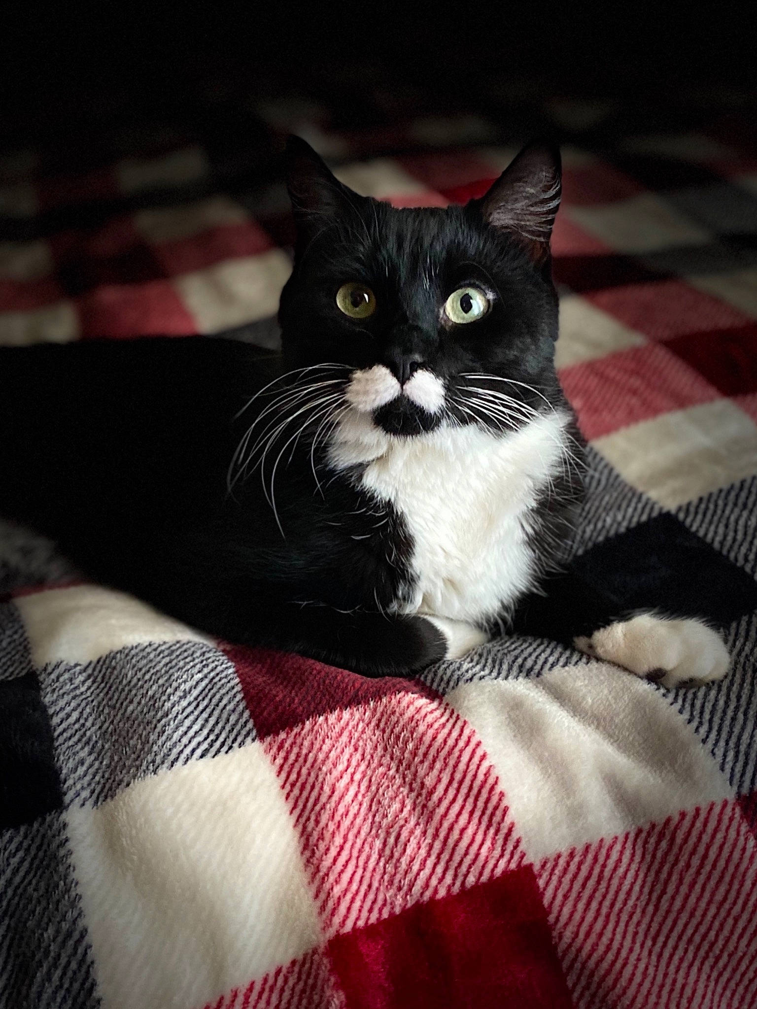 Mr. Miyagi is registered to the contest to win money with this photo: black_cat, carnivore, cat, cat_supply, comfort, domestic_short_haired_cat, felidae, fur, grey, linens, monochrome_photography, pattern, plaid, sitting, small_to_medium_sized_cats, snout, tail, tartan, textile, whiskers