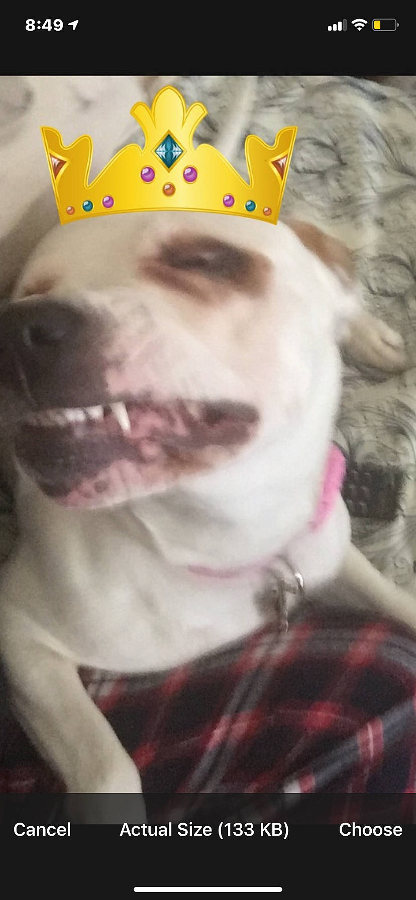 Deja is registered to the contest to win money with this photo: carnivore, collar, companion_dog, costume_hat, dog, dog_breed, dog_clothes, dog_collar, dog_supply, fawn, hat, leash, mammal, party_hat, pink, plaid, smile, tartan, whiskers, working_animal