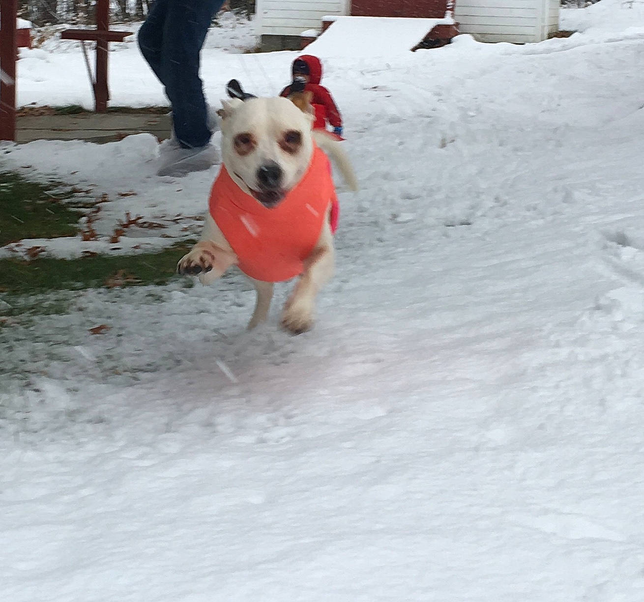 Deja joined the competition — help win amazing prizes! ball, carnivore, collar, companion_dog, dog, dog_breed, dog_clothes, dog_collar, dog_supply, fawn, football, freezing, plant, precipitation, snout, snow, sporting_group, sports_toy, tail, winter