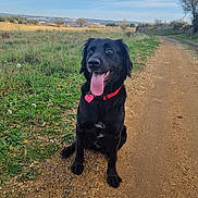 Maya a rejoint le concours — aidez-le/la à gagner de superbes lots ! animal, black_dog, canine, collar, cute, daytime, dirt_path, dog, field, grass, happy, landscape, nature, outdoor, pet, rural, sitting, sky, tongue_out, tree