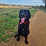 animal, black_dog, canine, collar, cute, daytime, dirt_path, dog, field, grass, happy, landscape, nature, outdoor, pet, rural, sitting, sky, tongue_out, tree