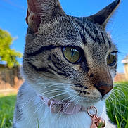 Tigre joined the competition — help win amazing prizes! animal, background_blur, bell, blue_sky, cat, close_up, collar, curious, daylight, focus, fur, grass, green_eyes, mammal, nature, outdoor, pet, portrait, tabby, whiskers