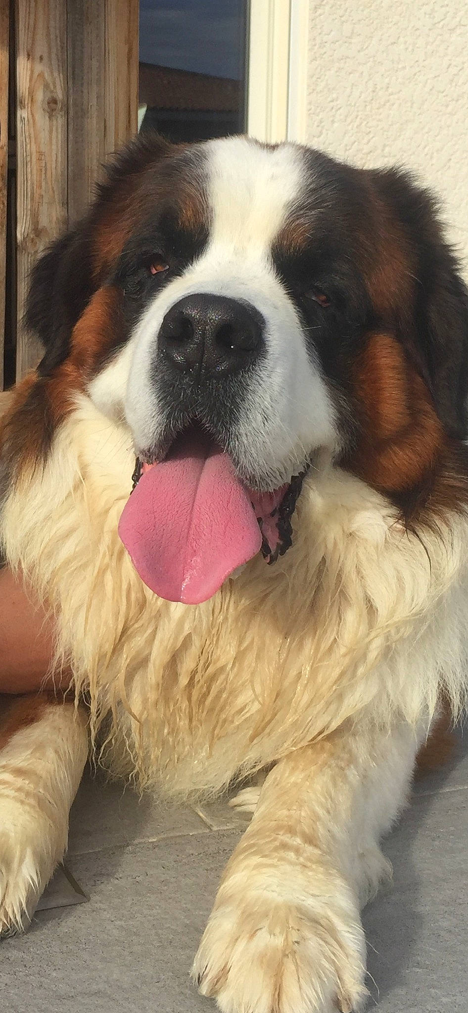 Django a rejoint le concours — aidez-le/la à gagner de superbes lots ! ball, bored, canidae, carnivore, companion_dog, dog, dog_breed, eye, fawn, fur, giant_dog_breed, head, iris, moscow_watchdog, paw, snout, sporting_group, st_bernard, whiskers, working_animal