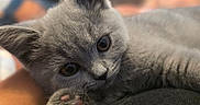Blue a rejoint le concours — aidez-le/la à gagner de superbes lots ! kitten, cat, paw, close_up, gray_fur, cute, pet, animal, whiskers, soft, feline, indoor, relaxed, young, portrait, fur, pink_paw_pads, sleepy, domestic_cat, adorable