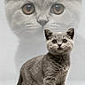Blue participe au concours pour gagner de l'argent avec cette photo : cat, kitten, gray_cat, portrait, animal, cute, feline, pet, fluffy, whiskers, ears, eyes, standing, studio, soft_light, background, close_up, fur, domestic_animal, young