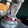 Blue participe au concours pour gagner de l'argent avec cette photo : animal, balls, cat, closeup, curious, cute, domestic, dresser, ears, floor, furniture, gray_cat, home, indoor, lamp, paws, pet, playful, toy, whiskers