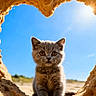 animal, beach, blue_sky, cat, closeup, curious, cute, daylight, feline, fluffy, heart_shape, kitten, nature, outdoor, pet, playful, portrait, sand, sunlight, young