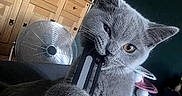 Blue a rejoint le concours — aidez-le/la à gagner de superbes lots ! animal, biting, cat, close_up, cozy, curious, fan, feline, fur, gray_cat, home, indoor, lamp, laptop, paw, pet, playful, table, whiskers, wooden_cabinet