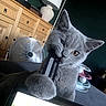 animal, biting, cat, close_up, cozy, curious, fan, feline, fur, gray_cat, home, indoor, lamp, laptop, paw, pet, playful, table, whiskers, wooden_cabinet