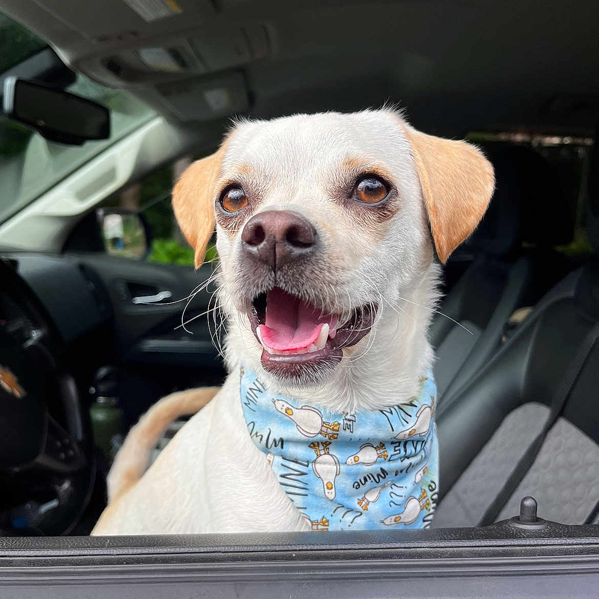 Morty is registered to the contest to win money with this photo: accessories, animal, bandana, beagle, belt, bodypart, canine, car, cartrunk, dog, headband, hound, labradorretriever, machine, pet, pointer, puppy, spoke, transportation, vehicle