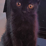 Binx joined the competition — help win amazing prizes! animal, black_cat, closeup, cute, dark_background, eyes, face, floor, fur, heart_shape, indoors, kitten, looking, pet, portrait, sitting, text_overlay, tuesday, weekday, young