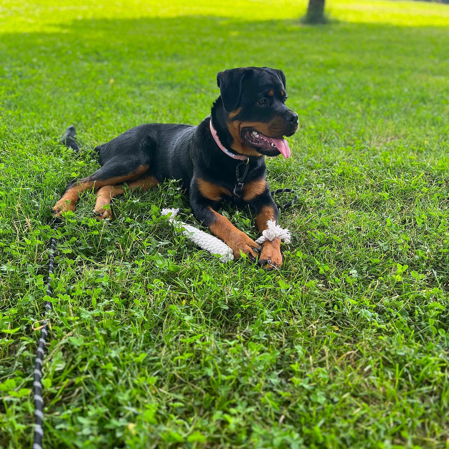 Zara a rejoint le concours — aidez-le/la à gagner de superbes lots ! animal, canine, collar, dog, grass, greenery, happy, leash, lying_down, nature, outdoor, park, pet, playful, puppy, rottweiler, sunlight, tongue_out, toy, young