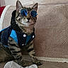 cat, tabby, sunglasses, denim_jacket, clothing, pet, indoor, couch, sock, feline, striped, cute, animal, accessory, small_pet, fashion, sitting, texture, relaxed, household