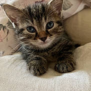 Lucifer a rejoint le concours — aidez-le/la à gagner de superbes lots ! kitten, cat, tabby, close_up, pet, animal, cute, feline, whiskers, ears, paws, fur, indoor, soft, texture, bed, blanket, resting, young, curious
