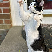 Gracie joined the competition — help win amazing prizes! cat, black_and_white, playful, pet, animal, feline, outdoor, curious, paw, collar, whiskers, ears, eyes, standing, side_view, door, brick_wall, concrete, close_up, nature