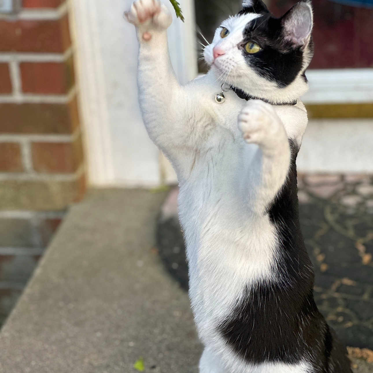 Gracie joined the competition — help win amazing prizes! animal, black_and_white, brick_wall, cat, close_up, collar, concrete, curious, door, ears, eyes, feline, nature, outdoor, paw, pet, playful, side_view, standing, whiskers