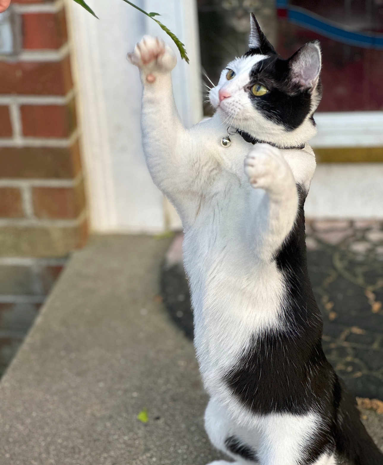Gracie
