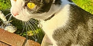 Gracie is registered to the contest to win money with this photo: cat, black_and_white, yellow_eyes, collar, bell, outdoor, sunlight, curious, whiskers, brick, grass, pet, animal, close_up, feline, nature, daylight, fur, portrait, domestic_cat