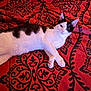 Gracie is registered to the contest to win money with this photo: cat, animal, pet, black_and_white, lying_down, blanket, pattern, red, indoor, feline, cute, relaxed, fur, whiskers, ears, eyes, bed, comfort, resting, mammal