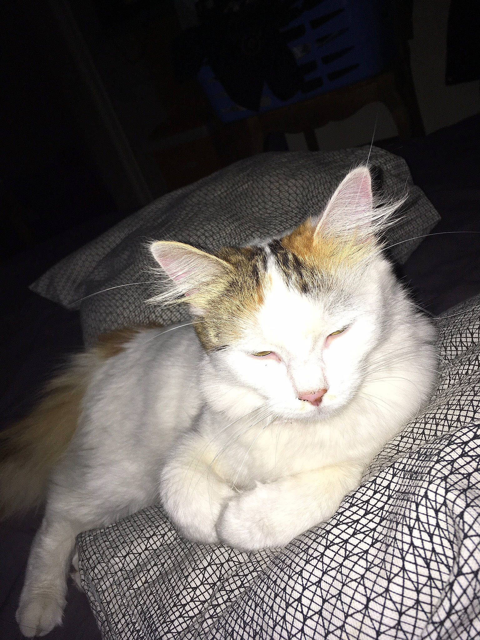 Lilou a rejoint le concours — aidez-le/la à gagner de superbes lots ! aegean_cat, asian, carnivore, cat, domestic_short_haired_cat, ear, european_shorthair, eye, felidae, fur, kitten, nose, polydactyl_cat, small_to_medium_sized_cats, turkish_angora, turkish_van, whiskers