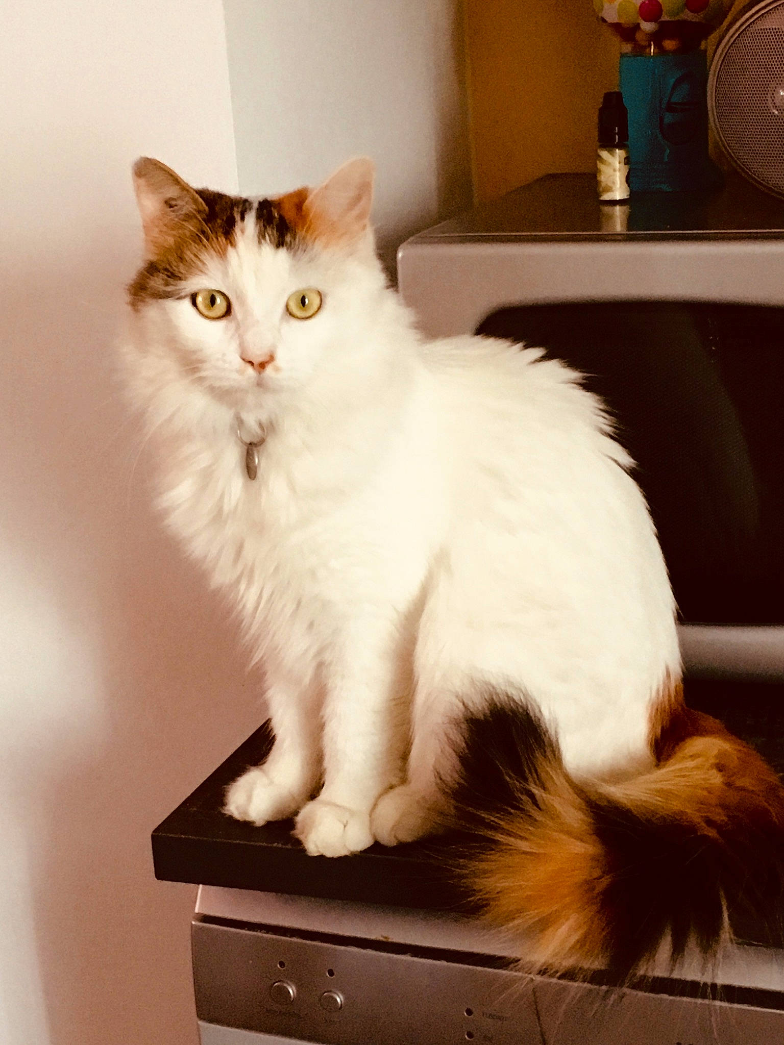 Lilou a rejoint le concours — aidez-le/la à gagner de superbes lots ! aegean_cat, american_curl, asian_semi_longhair, british_semi_longhair, carnivore, cat, cymric, domestic_long_haired_cat, felidae, fur, kitten, mammal, norwegian_forest_cat, persian, ragamuffin, small_to_medium_sized_cats, turkish_angora, turkish_van, vertebrate, whiskers