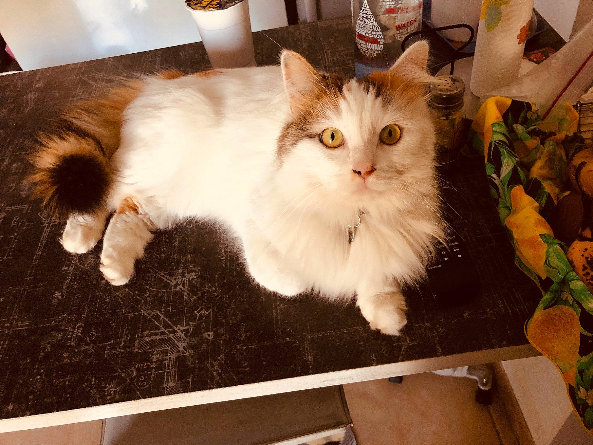 Lilou participe au concours pour gagner de l'argent avec cette photo : asian_semi_longhair, british_longhair, british_semi_longhair, carnivore, cat, cymric, domestic_long_haired_cat, fawn, felidae, fur, kitten, mammal, napoleon_cat, norwegian_forest_cat, persian, ragamuffin, small_to_medium_sized_cats, turkish_van, whiskers