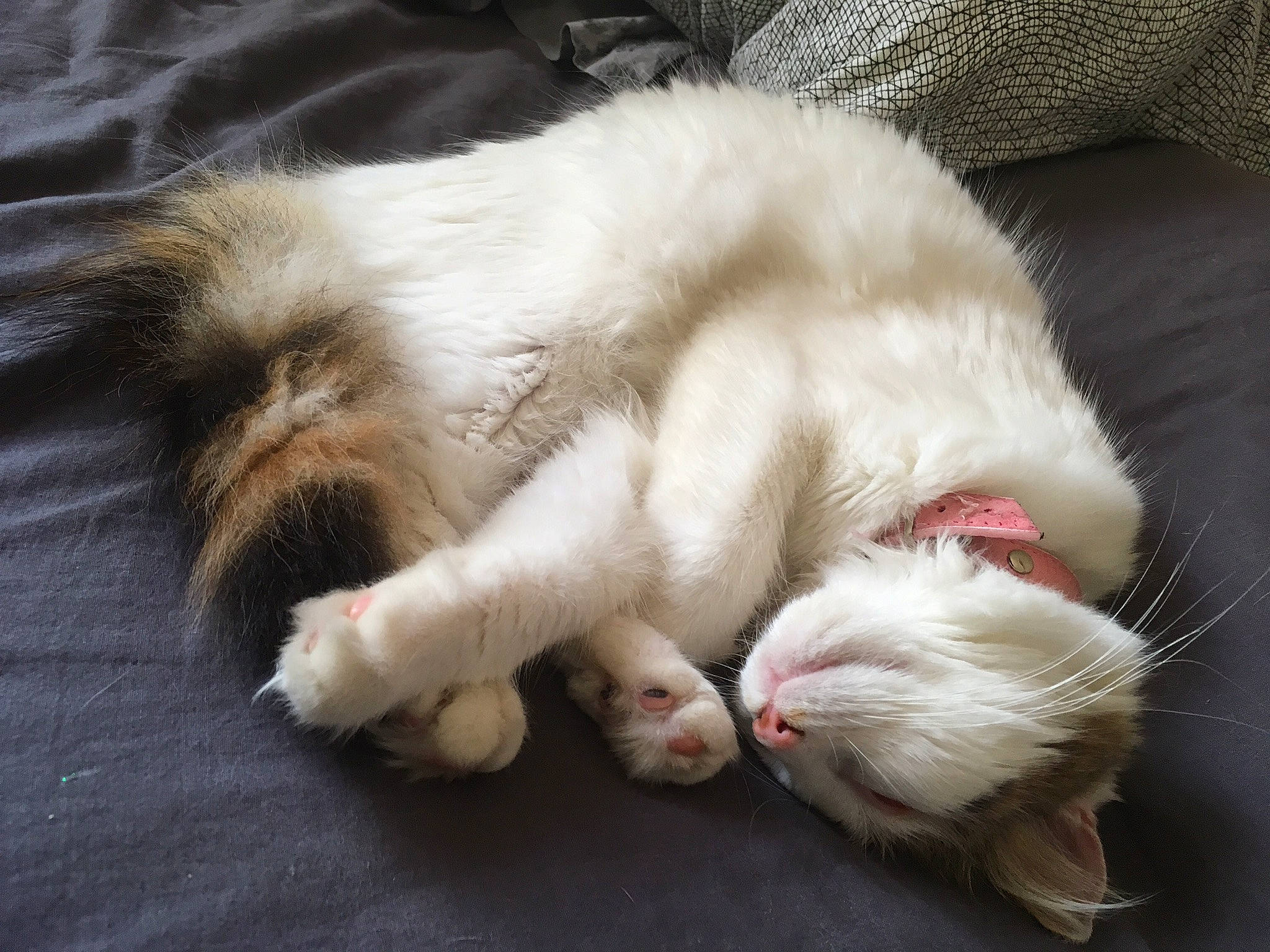 Lilou a rejoint le concours — aidez-le/la à gagner de superbes lots ! american_curl, balinese, carnivore, cat, claw, domestic_long_haired_cat, fawn, felidae, fur, kitten, mammal, nap, paw, polydactyl_cat, ragamuffin, ragdoll, small_to_medium_sized_cats, tail, turkish_angora, whiskers