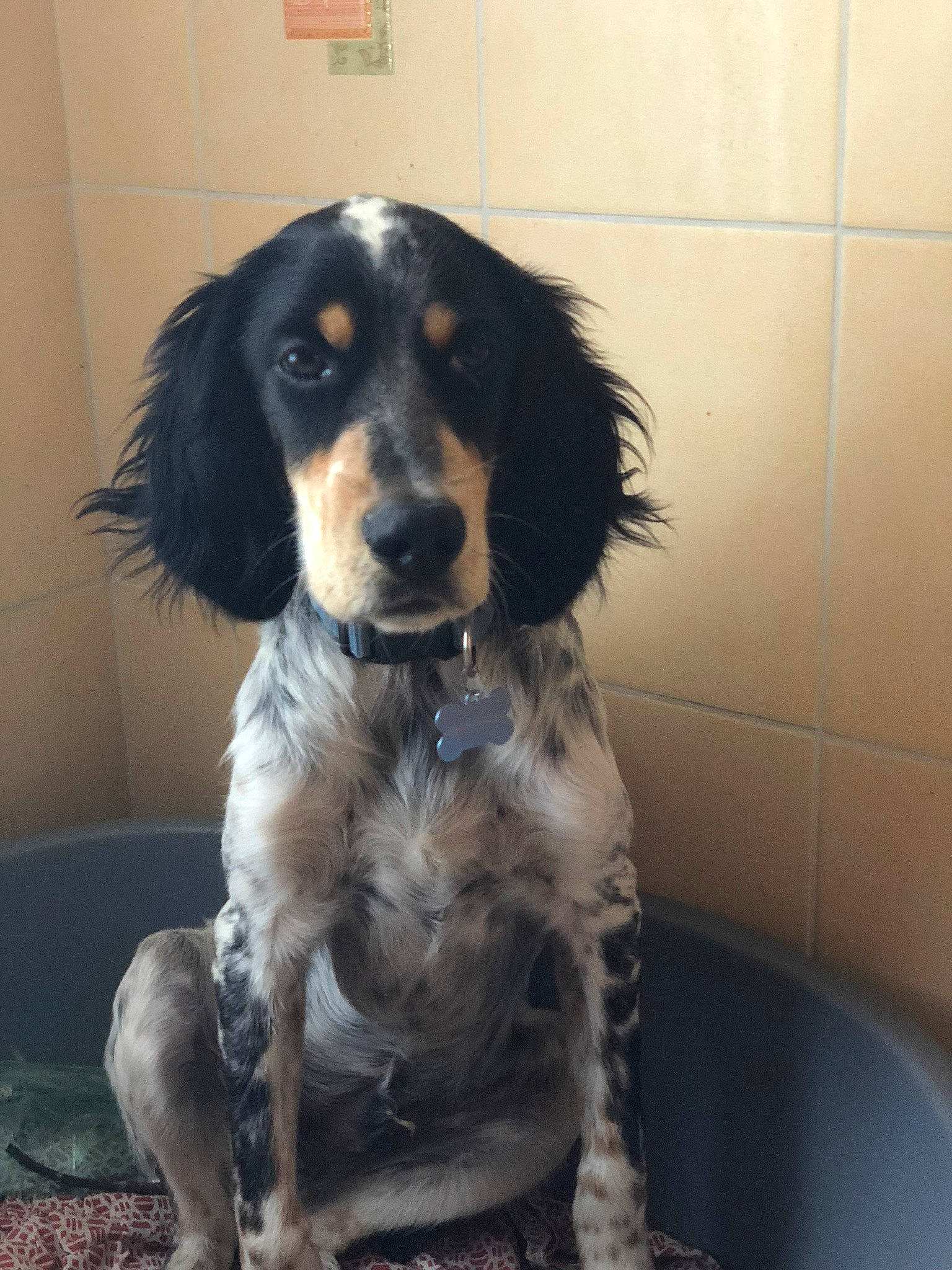 Oslo participe au concours pour gagner de l'argent avec cette photo : canidae, carnivore, cocker_spaniel, companion_dog, dog, dog_breed, english_cocker_spaniel, english_setter, french_spaniel, mammal, rare_breed_dog, retriever, russian_spaniel, setter, small_munsterlander, spaniel, sporting_group, vertebrate