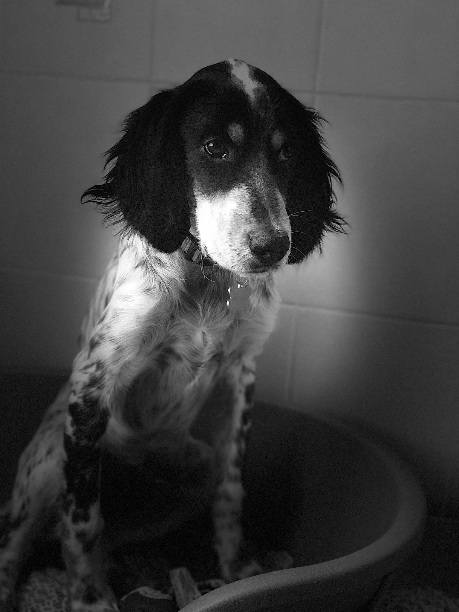 Oslo participe au concours pour gagner de l'argent avec cette photo : black_and_white, canidae, carnivore, cocker_spaniel, companion_dog, dog, dog_breed, english_cocker_spaniel, english_springer_spaniel, french_spaniel, mammal, puppy, rare_breed_dog, russian_spaniel, setter, small_munsterlander, snout, spaniel, sporting_group, vertebrate