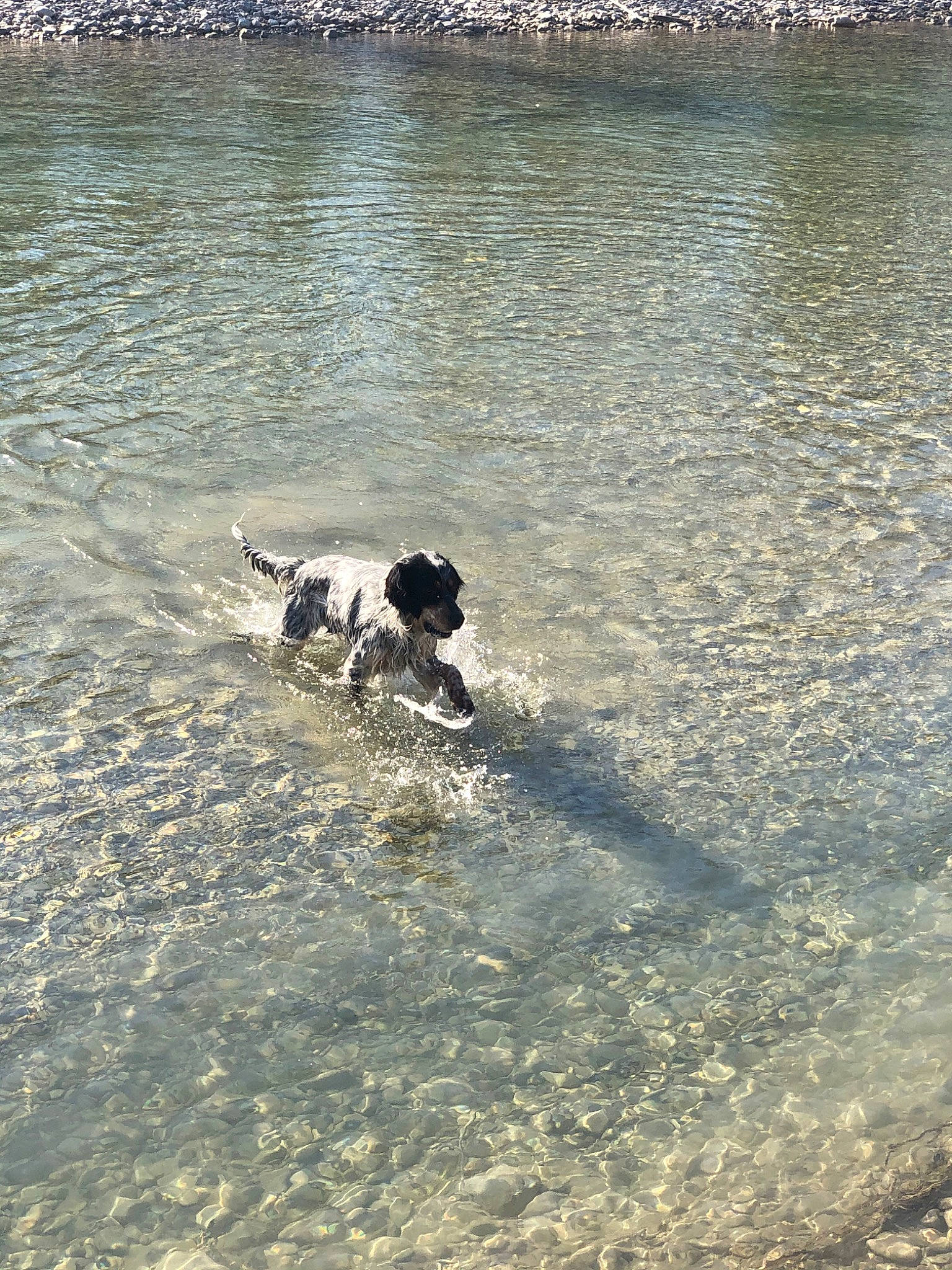 Oslo participe au concours pour gagner de l'argent avec cette photo : canidae, carnivore, dog, dog_breed, english_springer_spaniel, gun_dog, hunting_dog, landseer, large_munsterlander, old_danish_pointer, pointer, pointing_breed, small_munsterlander, spaniel, sporting_group, stabyhoun, water, water_resources, working_dog