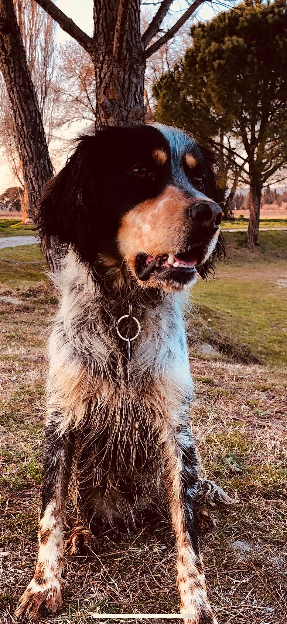 Oslo participe au concours pour gagner de l'argent avec cette photo : border_collie, brittany, canidae, carnivore, dog, dog_breed, english_setter, french_spaniel, german_longhaired_pointer, hunting_dog, large_munsterlander, mammal, picardy_spaniel, rare_breed_dog, setter, small_munsterlander, spaniel, sporting_group, vertebrate