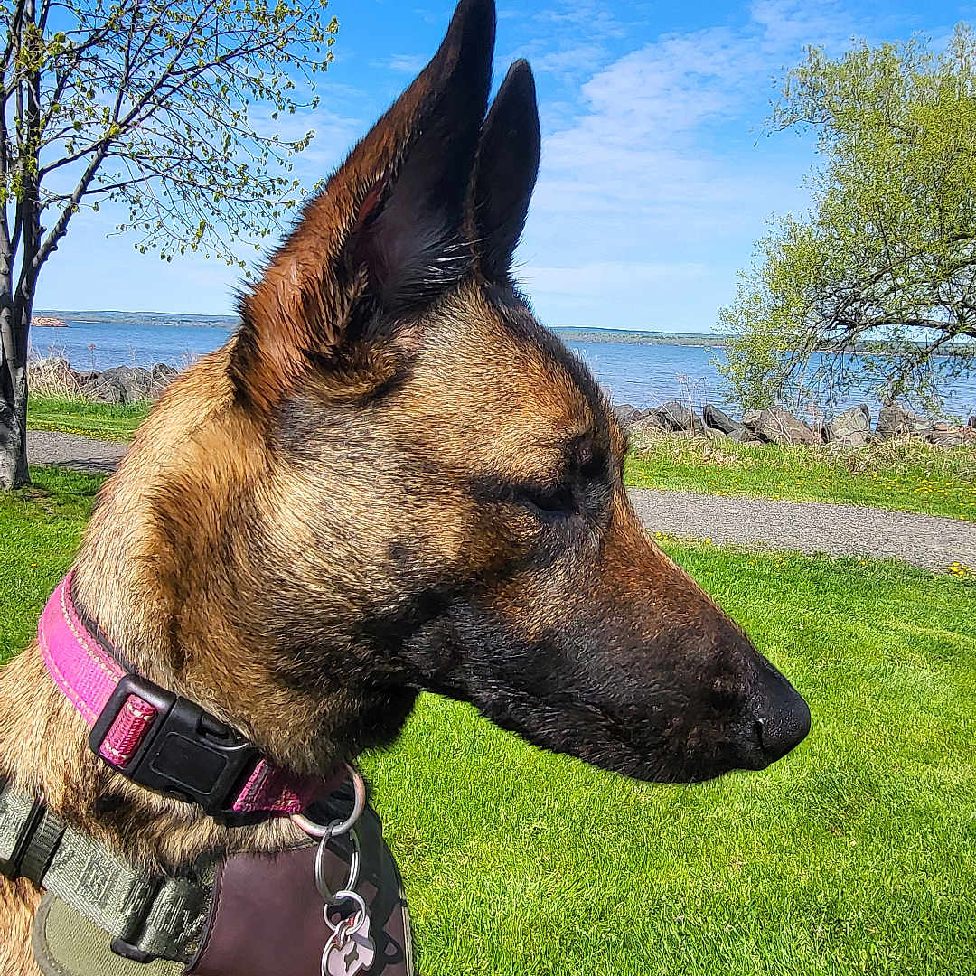 Belladonna joined the competition — help win amazing prizes! accessories, animal, canine, collar, dog, field, germanshepherd, grass, grassland, harness, nature, outdoors, pet, plant, policedog, strap