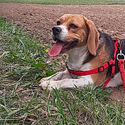 Ulysse a rejoint le concours — aidez-le/la à gagner de superbes lots ! animal, beagle, black, brown, canine, cloudy_sky, dog, ears, field, grass, happy, harness, leash, mammal, nature, outdoor, pet, resting, tongue_out, white