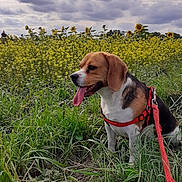Ulysse a rejoint le concours — aidez-le/la à gagner de superbes lots ! dog, beagle, pet, animal, grass, field, flowers, sunflowers, nature, outdoor, cloudy_sky, leash, harness, tongue_out, sitting, greenery, canine, summer, daytime, scenery